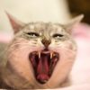 猫の問題行動、噛む癖対策