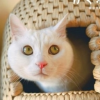2/22の猫の日！岩合光昭さんの猫写真の切手セットが発売
