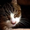 猫の肝臓病の治療で平均寿命が延びます！