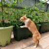 猫に安全な観葉植物　10選