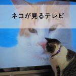 猫が見るテレビ「ネコがみるみるテレビ」放送